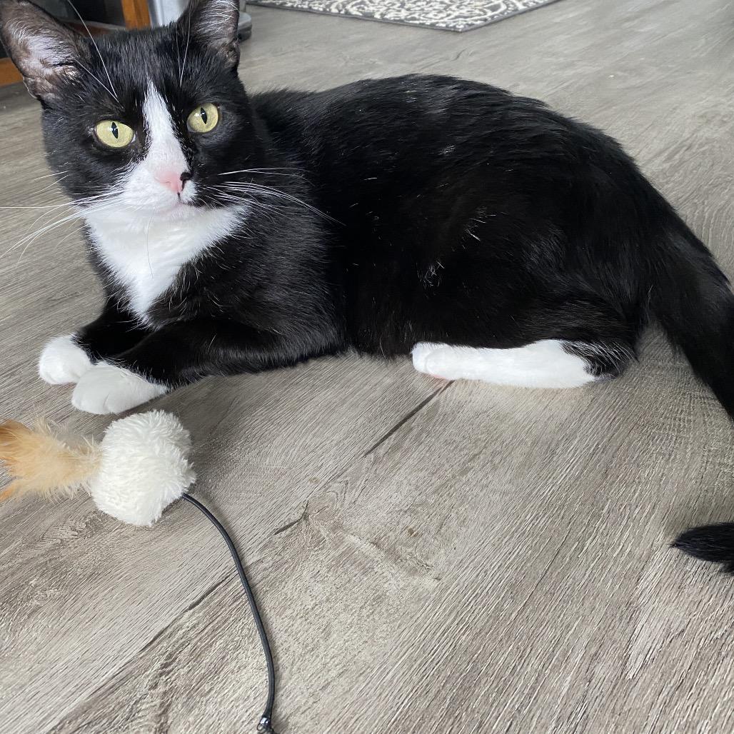 Enlarge 25-04 Preston, a Adoptable Domestic Short Hair in North Branford, CT image 6/6