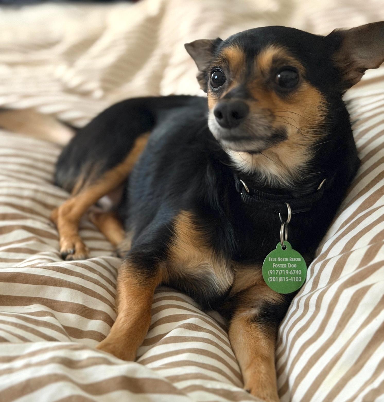 Enlarge Roscoe, a ADOPTABLE mixed breed in Brooklyn, NY image 5/6