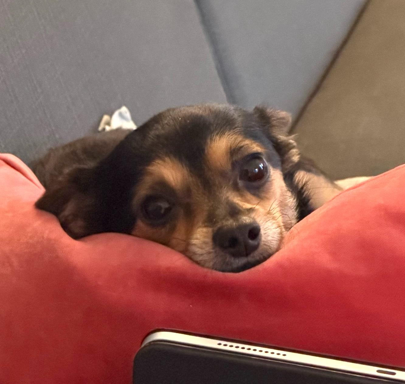 Enlarge Roscoe, a ADOPTABLE mixed breed in Brooklyn, NY image 6/6