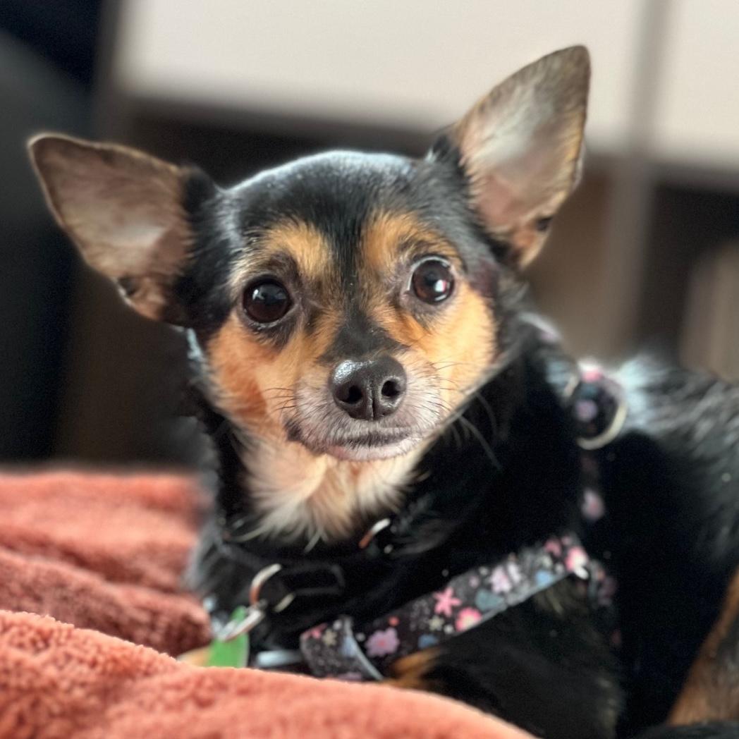 Roscoe, ADOPTABLE, Adult Male Chihuahua.