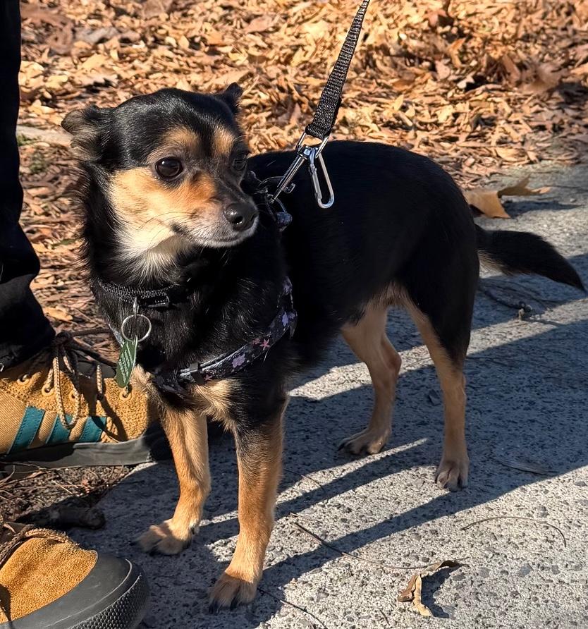 Enlarge Roscoe, a ADOPTABLE mixed breed in Brooklyn, NY image 2/6