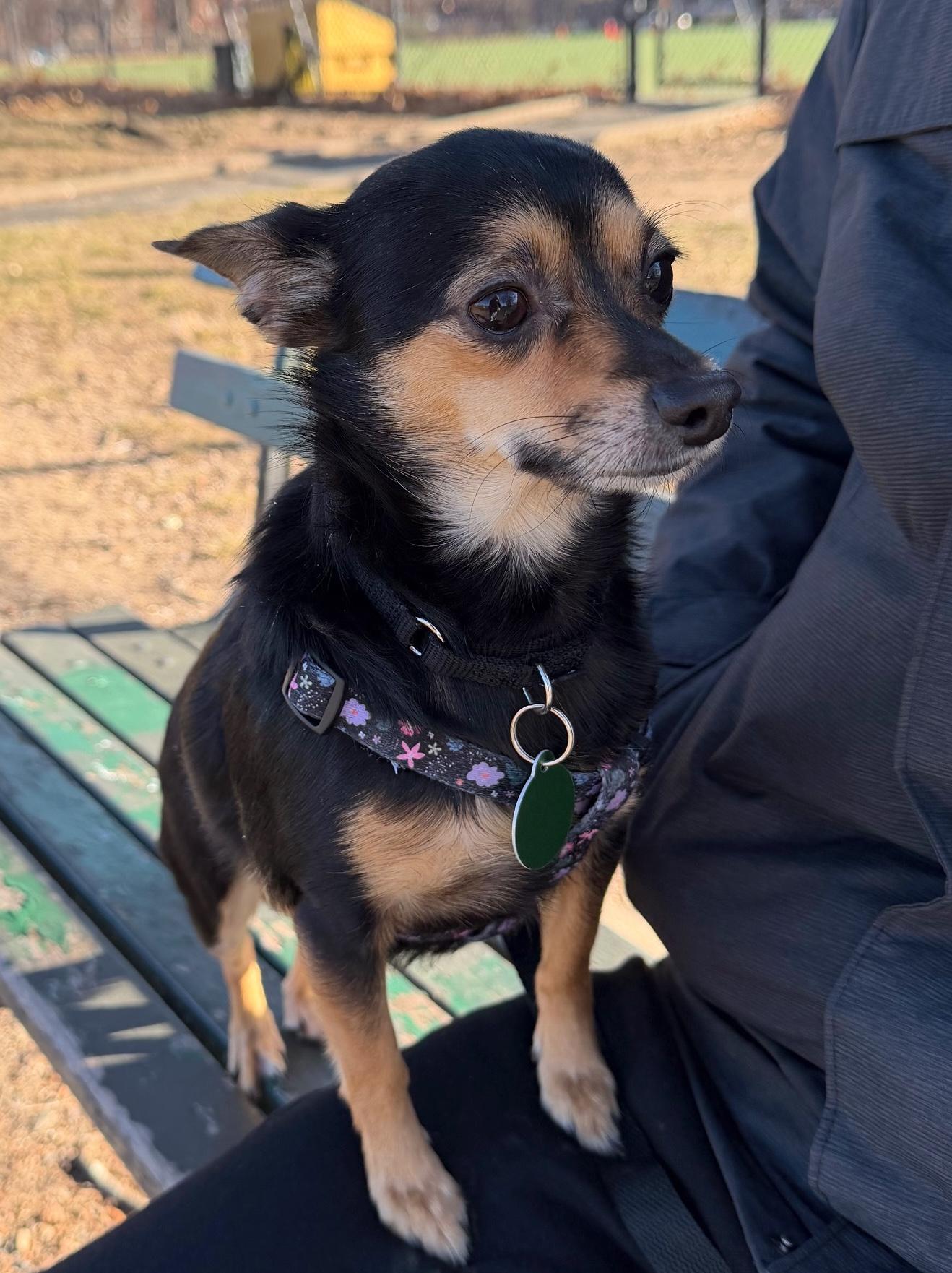 Enlarge Roscoe, a ADOPTABLE mixed breed in Brooklyn, NY image 4/6