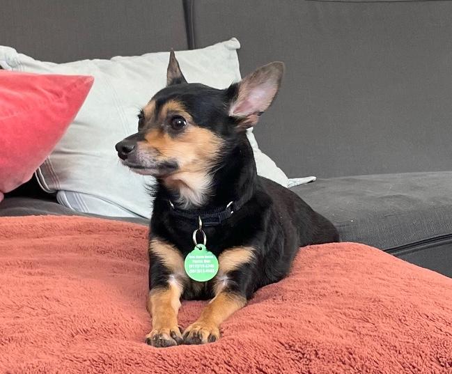 Enlarge Roscoe, a ADOPTABLE mixed breed in Brooklyn, NY image 3/6