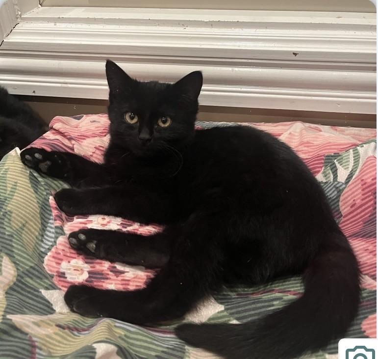 Wasp, adopted, Kitten Female Domestic Short Hair.