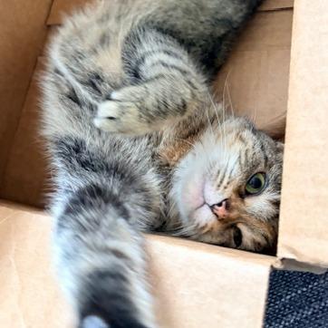 Hazel Bazel, a Adoptable Domestic Short Hair in St. Paul, MN image 1/6