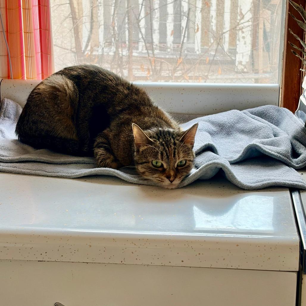 Hazel Bazel, a Adoptable Domestic Short Hair in St. Paul, MN image 4/6