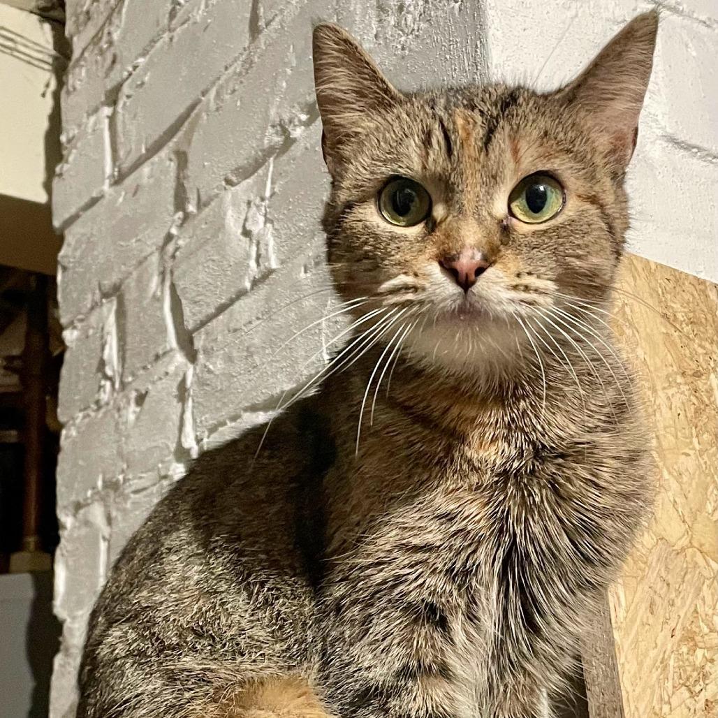 Hazel Bazel, a Adoptable Domestic Short Hair in St. Paul, MN image 5/6