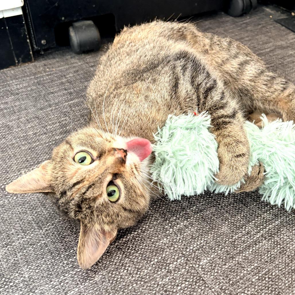 Hazel Bazel, a Adoptable Domestic Short Hair in St. Paul, MN image 6/6