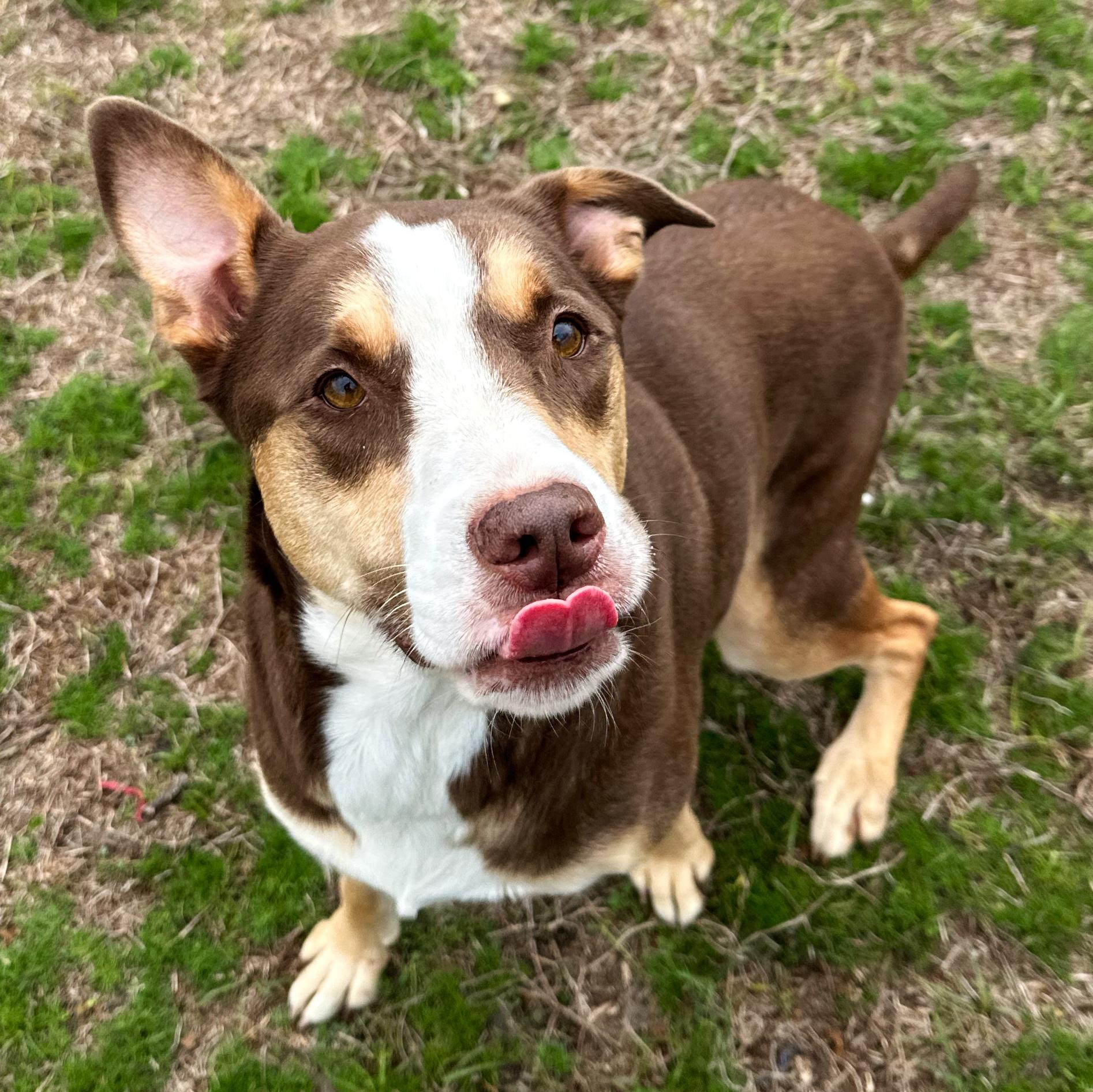 Enlarge Willow, an adoptable mixed breed in Valdosta, GA image 2/5