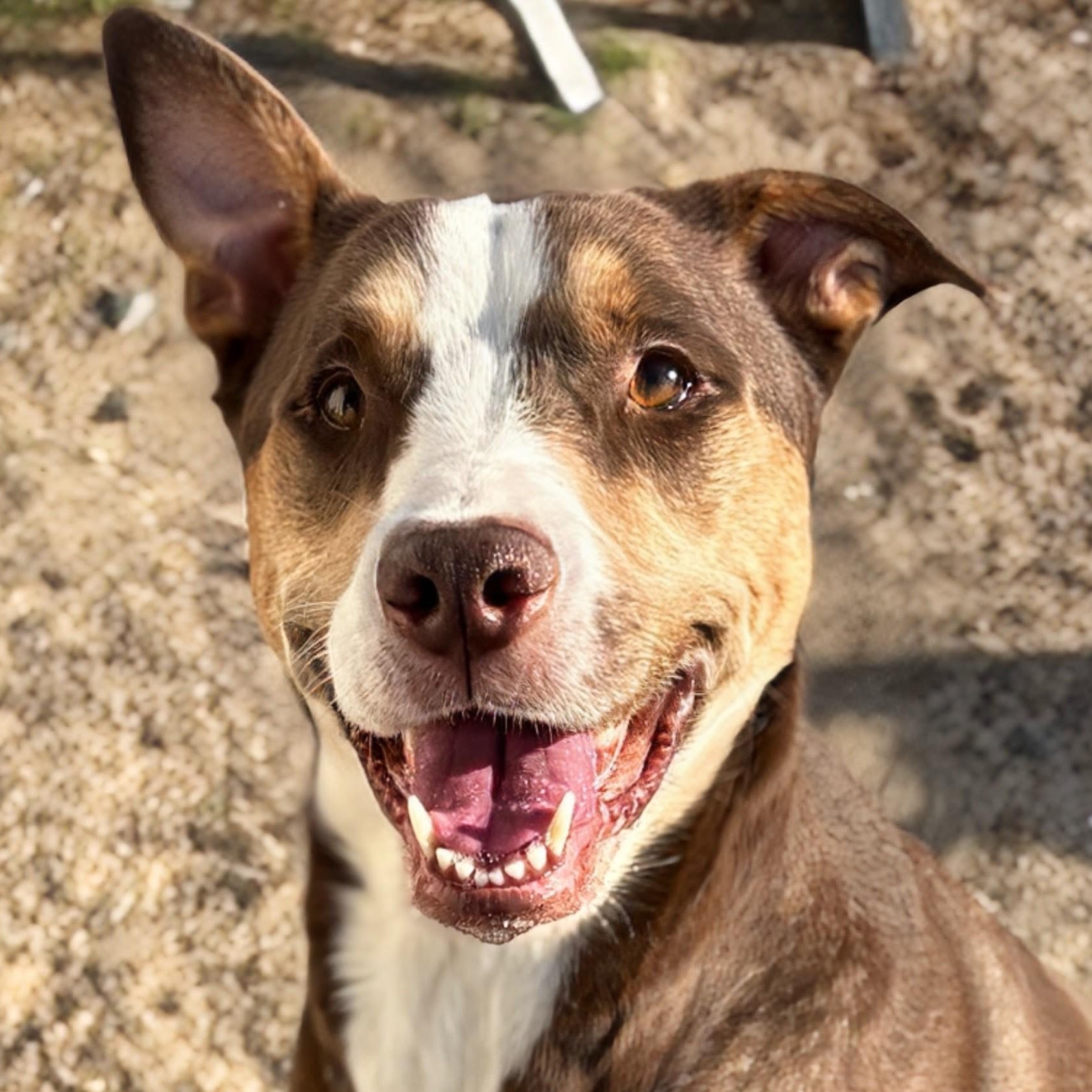 Willow, adoptable, Adult Female Pit Bull Terrier & Husky.