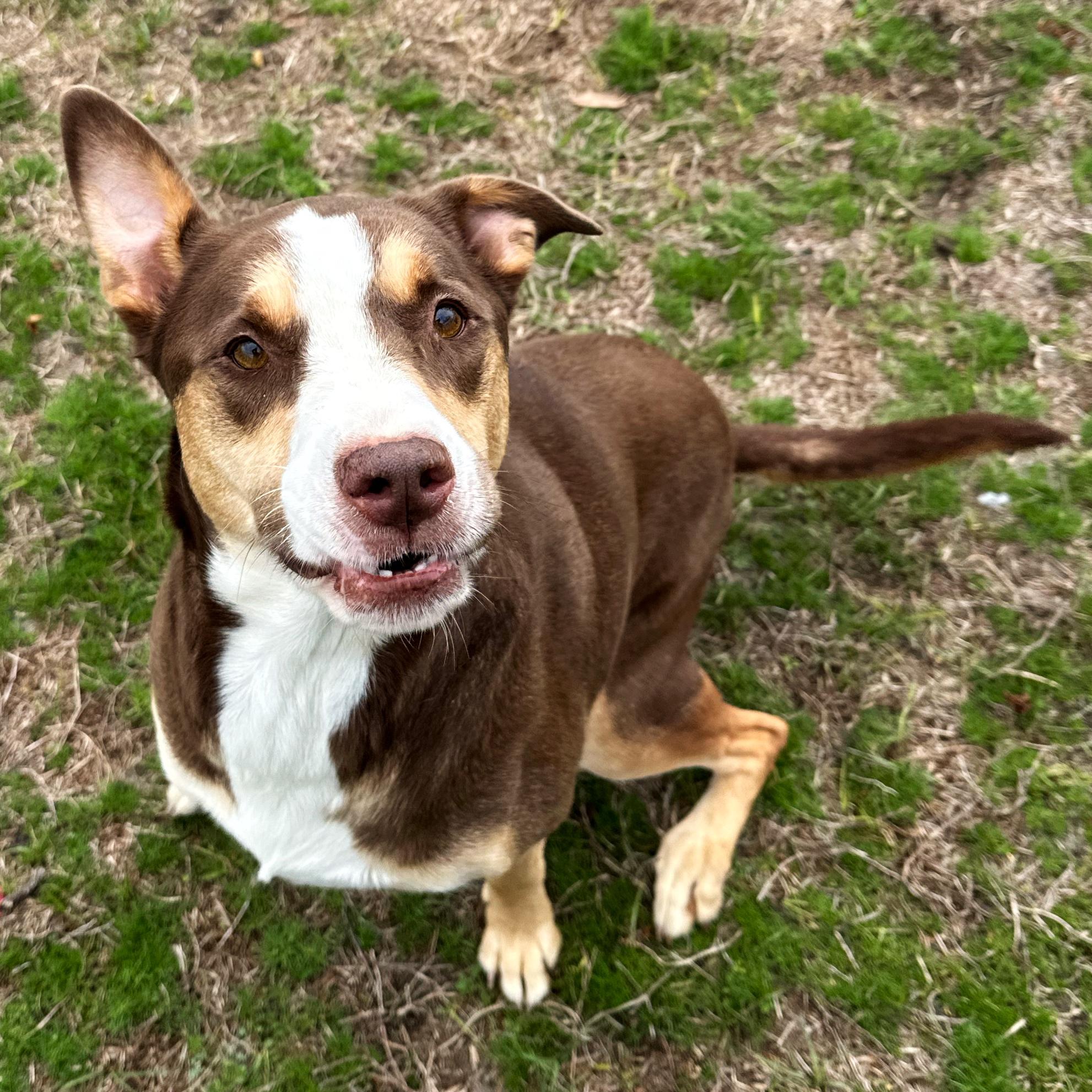 Enlarge Willow, an adoptable mixed breed in Valdosta, GA image 3/5