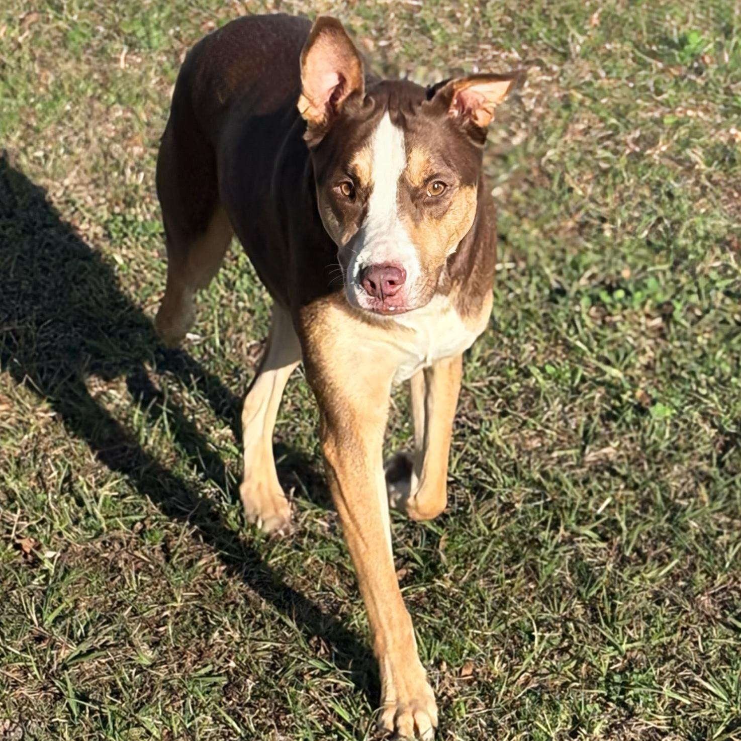 Enlarge Willow, a ADOPTABLE mixed breed in Valdosta, GA image 1/1