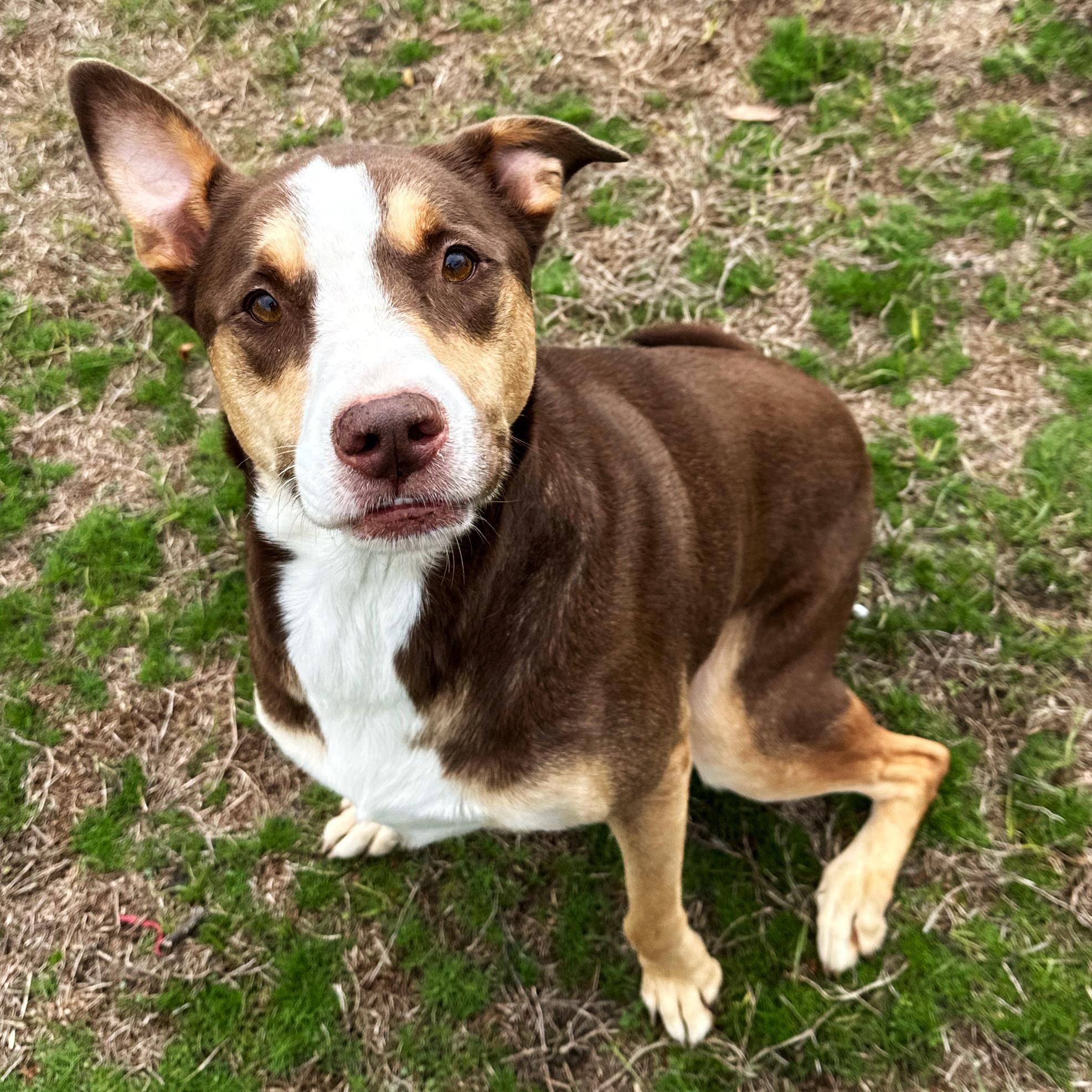 Enlarge Willow, an adoptable mixed breed in Valdosta, GA image 4/5