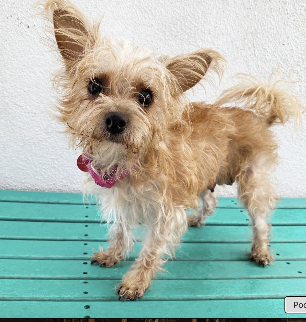 Hello My name is Rozzie I was recently rescued so the people at Wags are still
