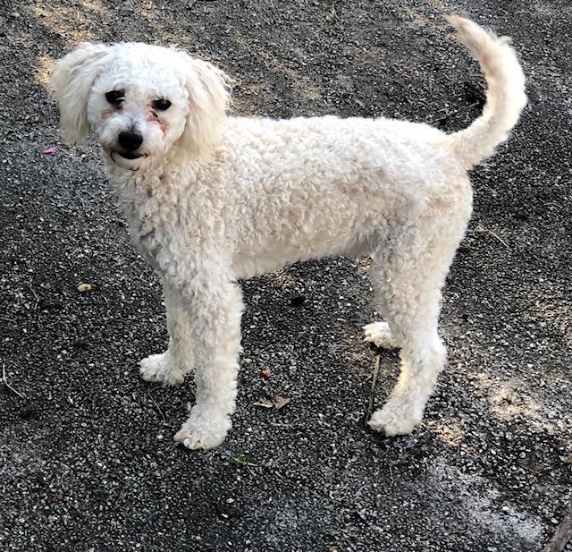 Wendell, ADOPTABLE, Adult Male Poodle.