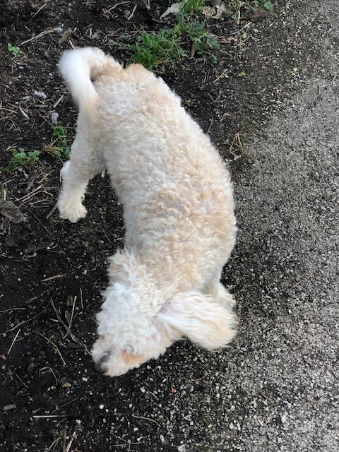 Enlarge Wendell, a ADOPTABLE Poodle in Colleyville, TX image 2/2