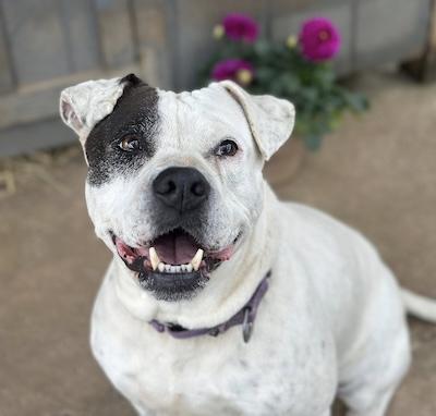 Riley, a Adoptable mixed breed in Palmyra, VA image 6/6