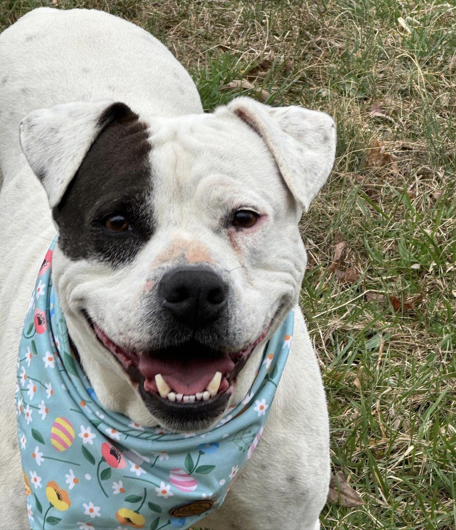 Riley, a Adoptable mixed breed in Palmyra, VA image 1/6