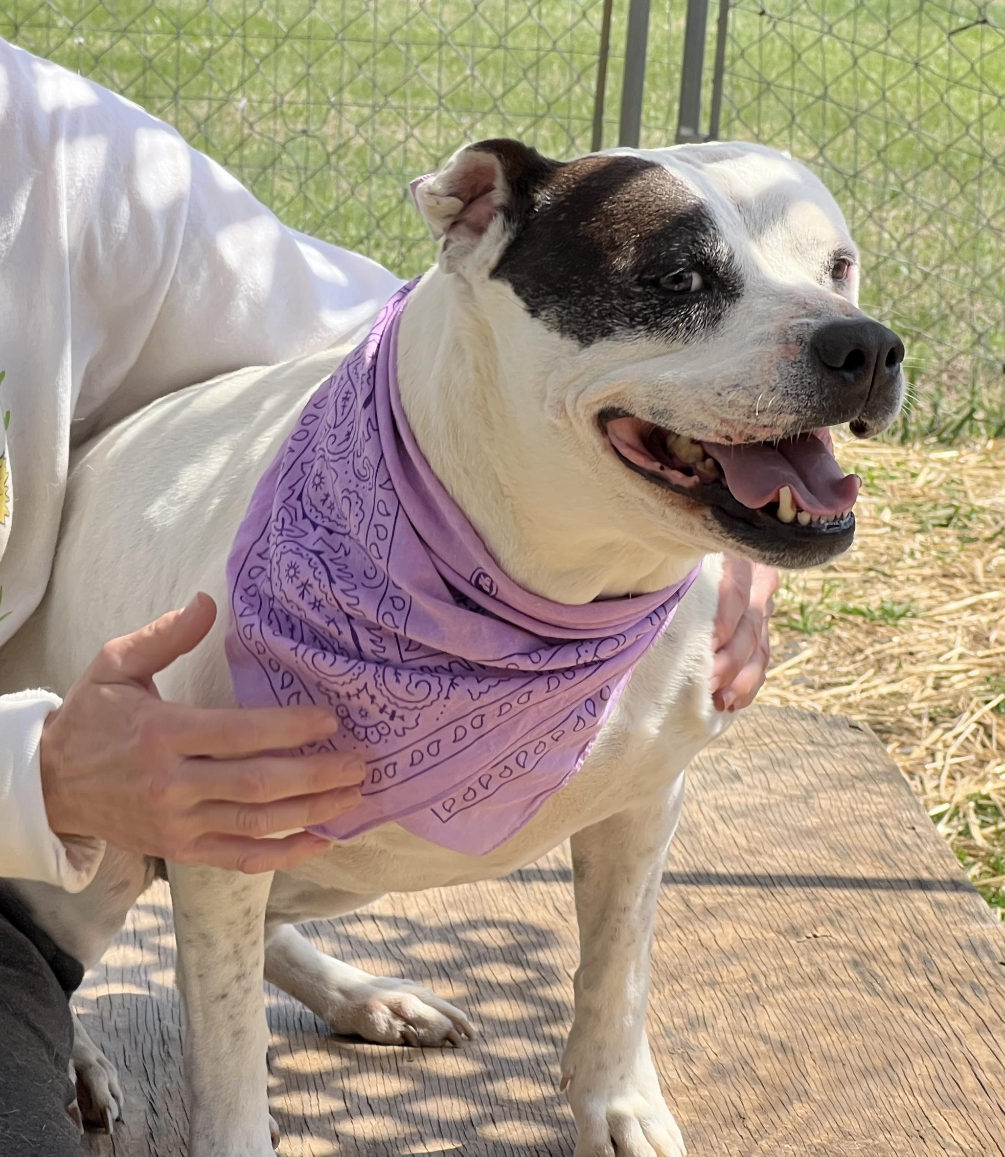 Enlarge Riley, a Adoptable mixed breed in Palmyra, VA image 1/6