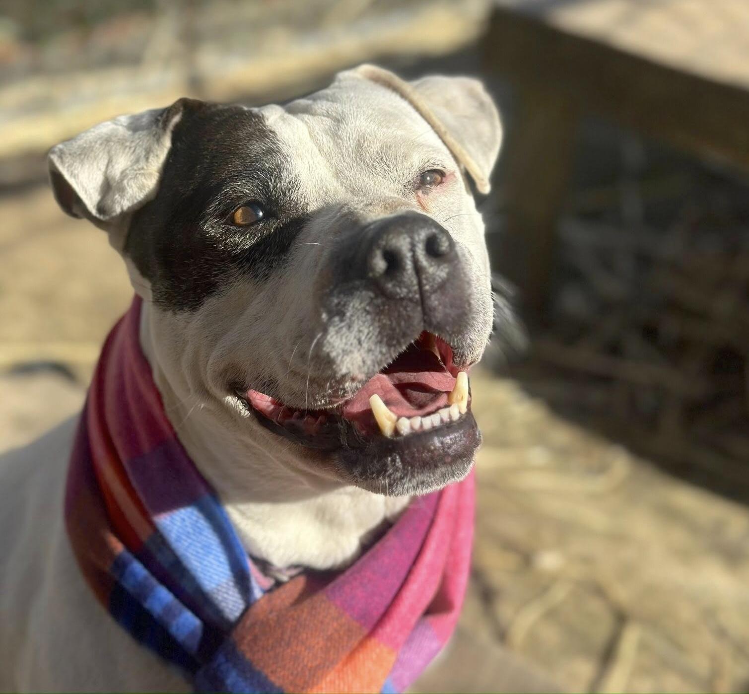 Riley, a Adoptable mixed breed in Palmyra, VA image 1/6