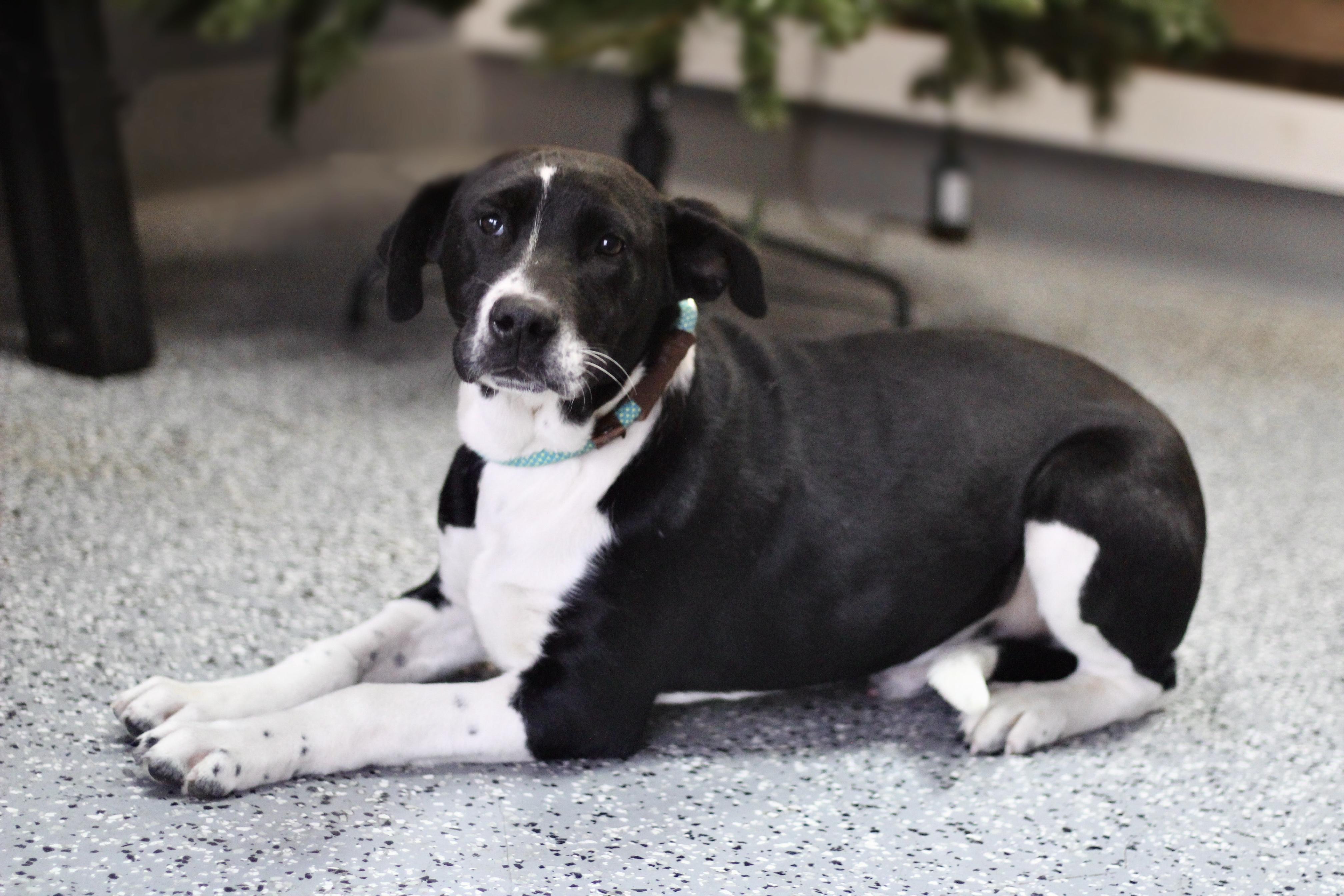 Nibble in NH! Come Meet our Adoptable Dogs Wednesday-Saturday. More info in Bio! , ADOPTABLE, Young Male Black Labrador Retriever.
