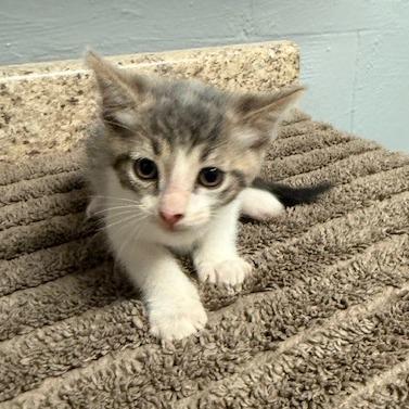 Stripey, Adoptable, Kitten Male Domestic Short Hair.