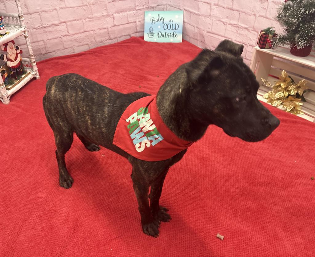 Lima, Adoptable, Young Male Mixed Breed.