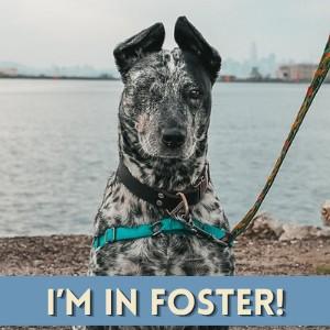 VIXEN, Adoptable, Adult Female Australian Cattle Dog / Blue Heeler.