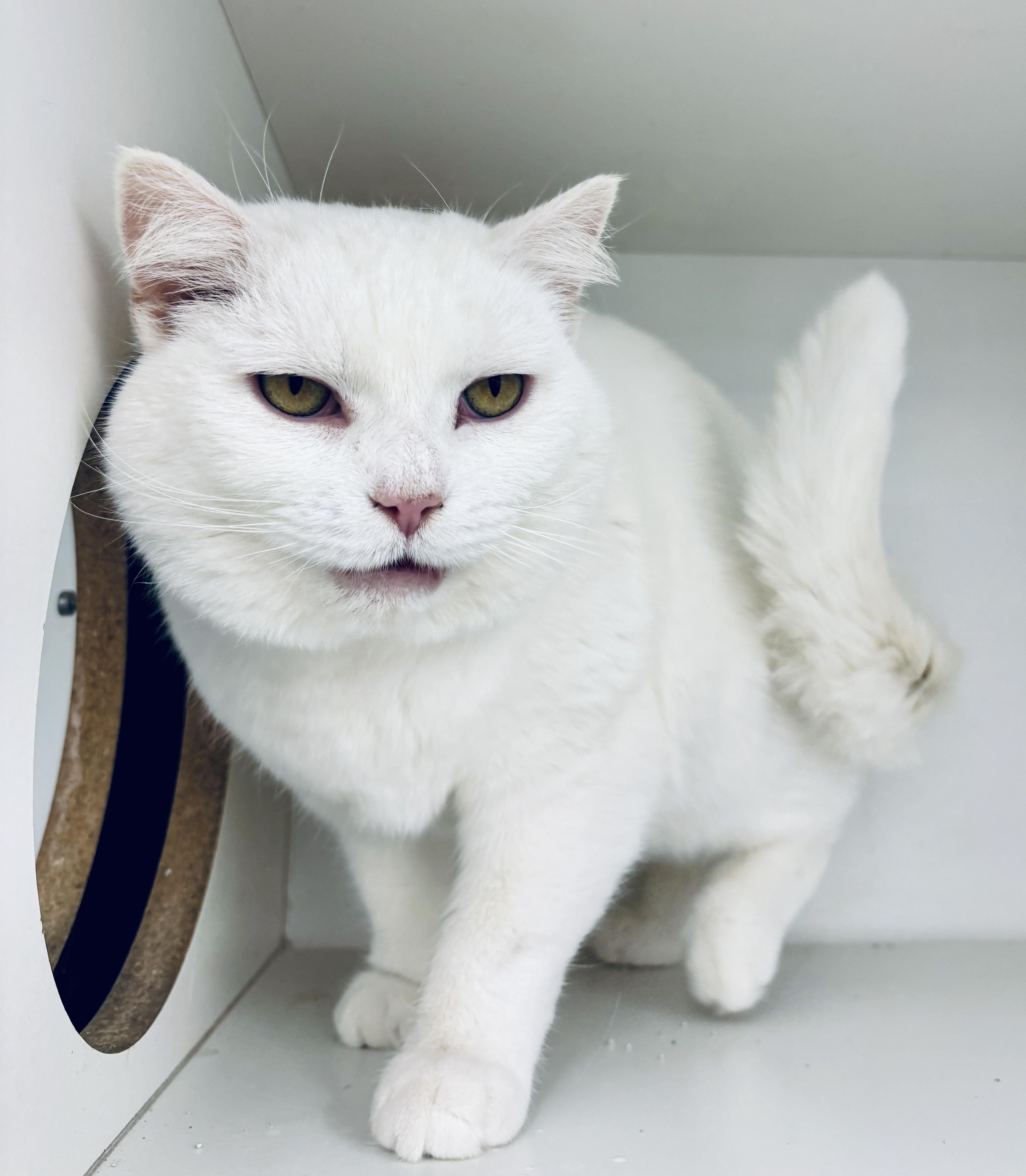 Fancy, adopted, Adult Female Domestic Short Hair.