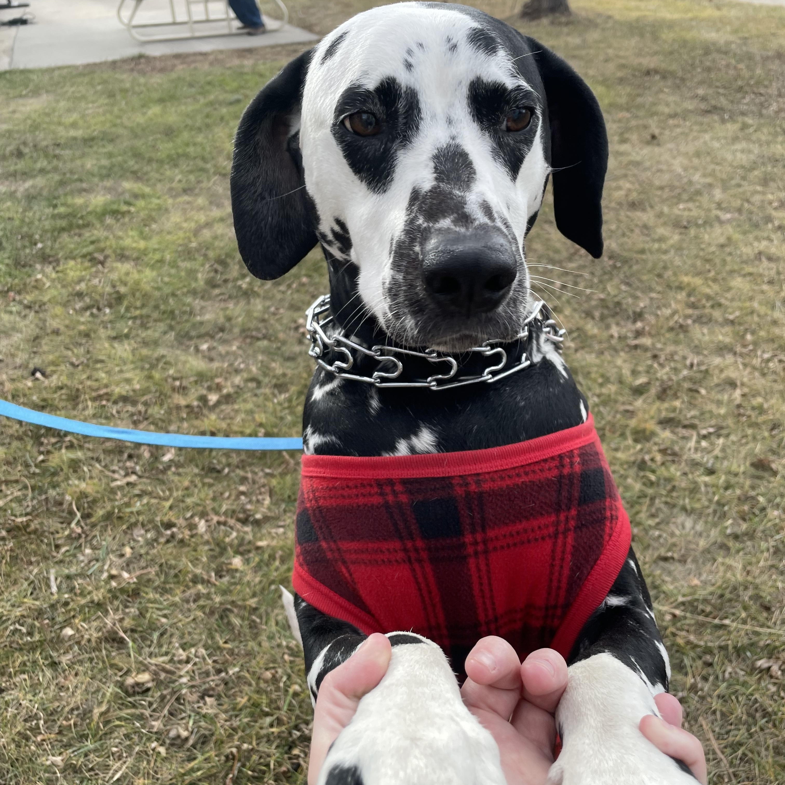 Mini-Winner, SD, adopted, Young Female Dalmatian.