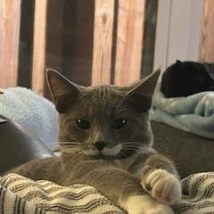Sasha, Adoptable, Kitten Female Russian Blue.