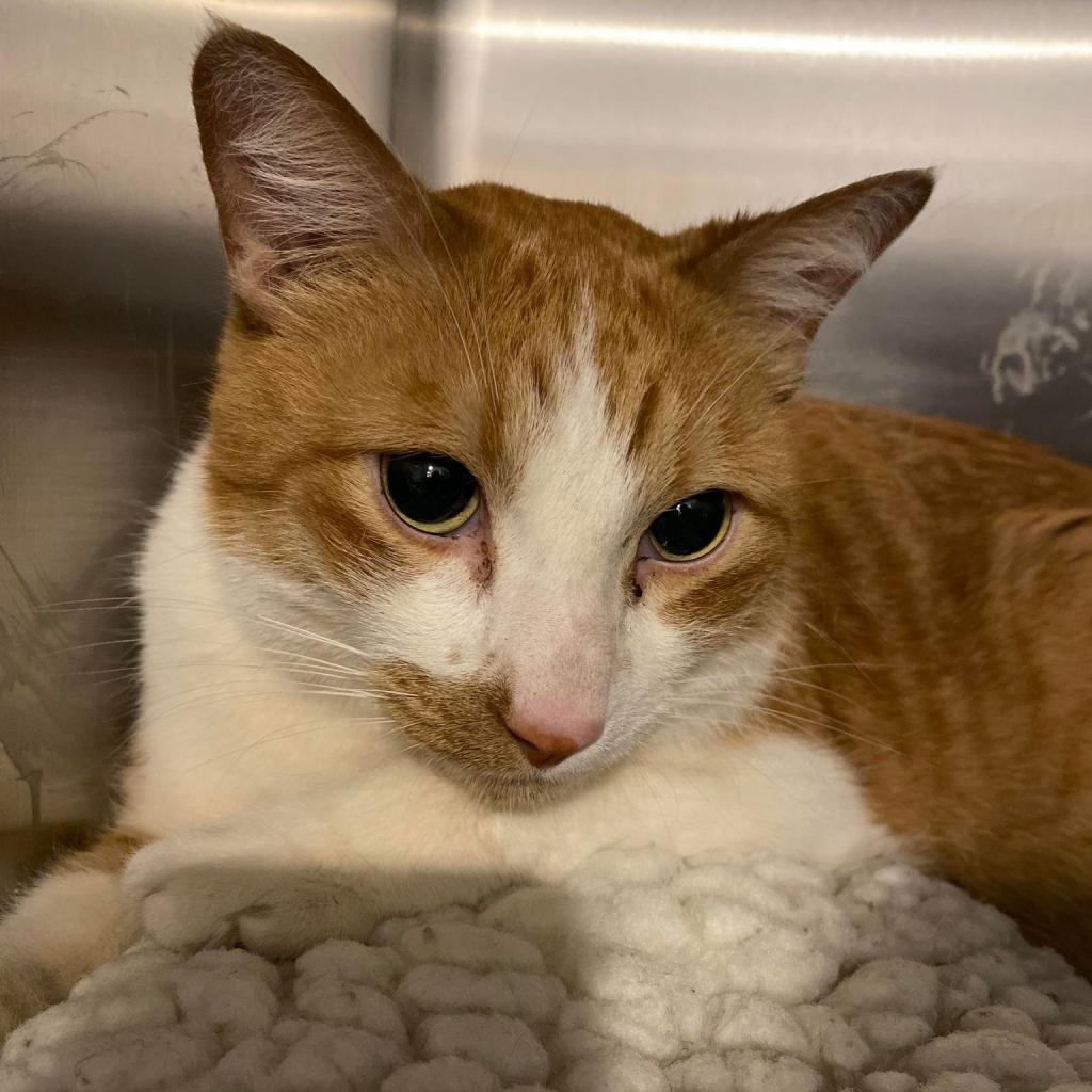 Roary — thumbnail 2