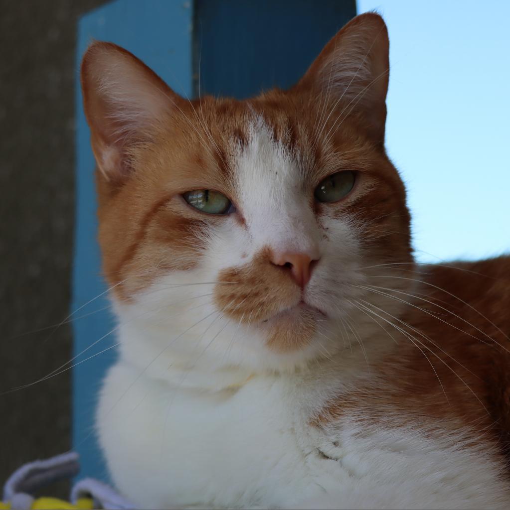 Roary — thumbnail 4