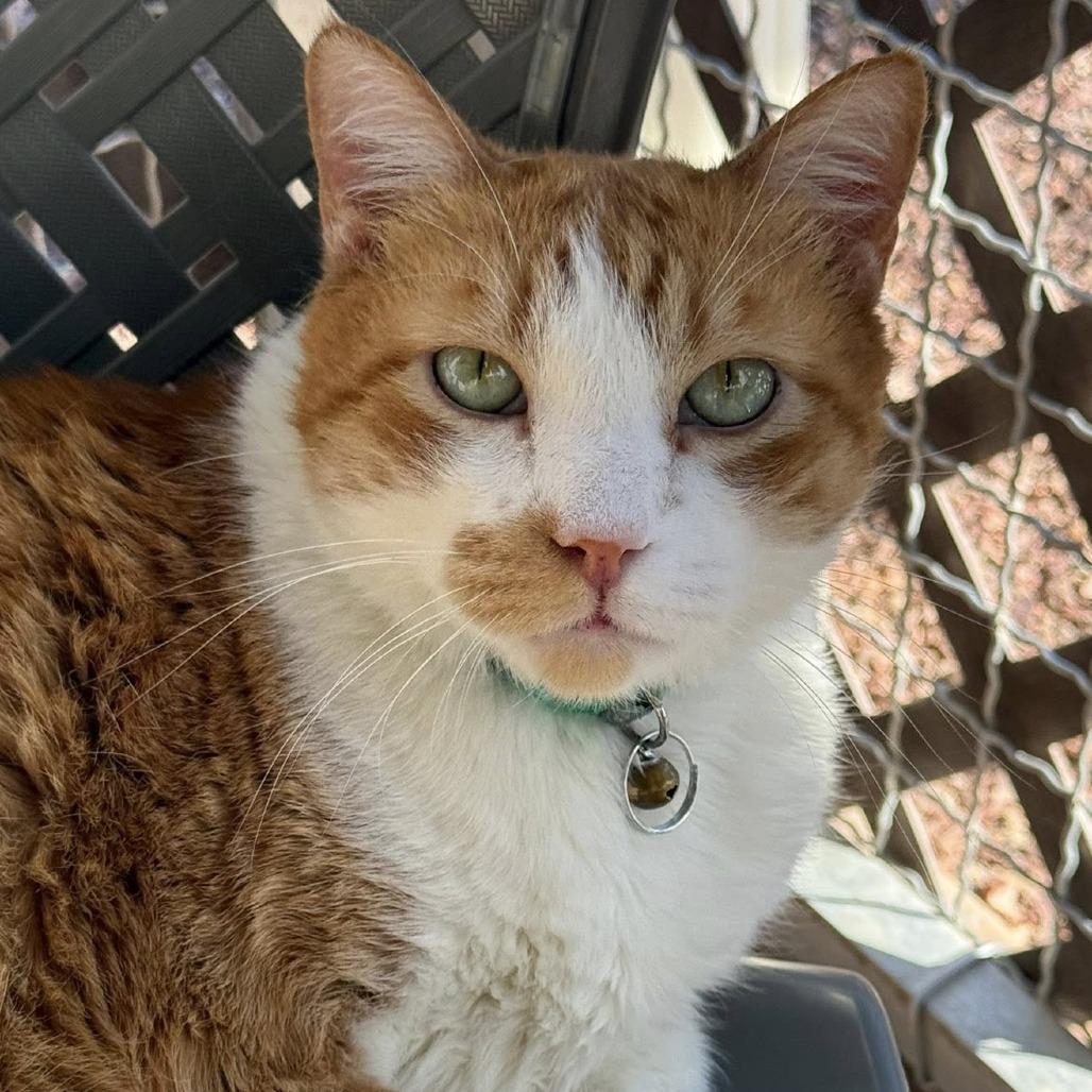 Roary — thumbnail 5