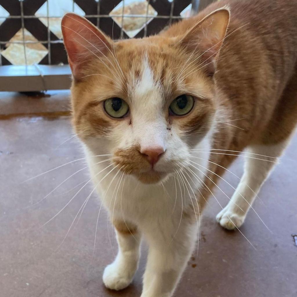 Roary — thumbnail 6