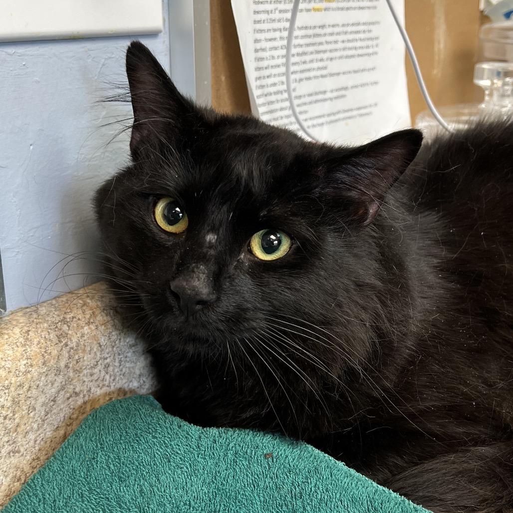 Enlarge Hernando, a Adoptable Domestic Medium Hair in Easton, PA image 1/6