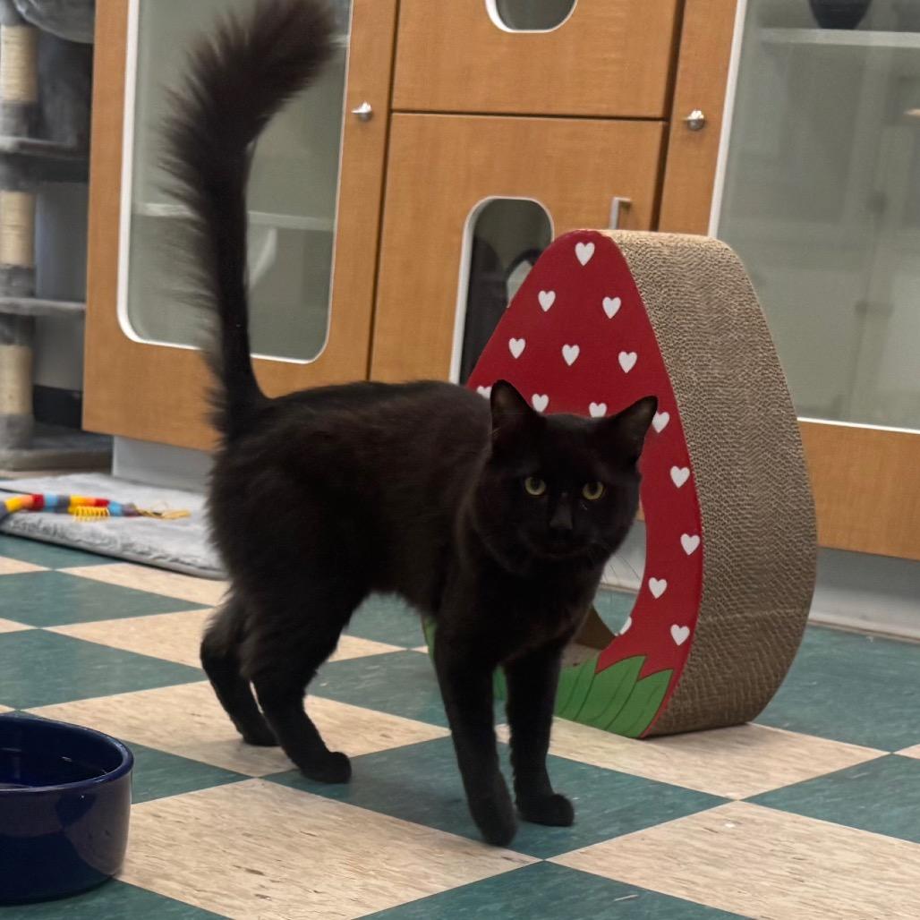 Enlarge Hernando, a Adoptable Domestic Medium Hair in Easton, PA image 2/6