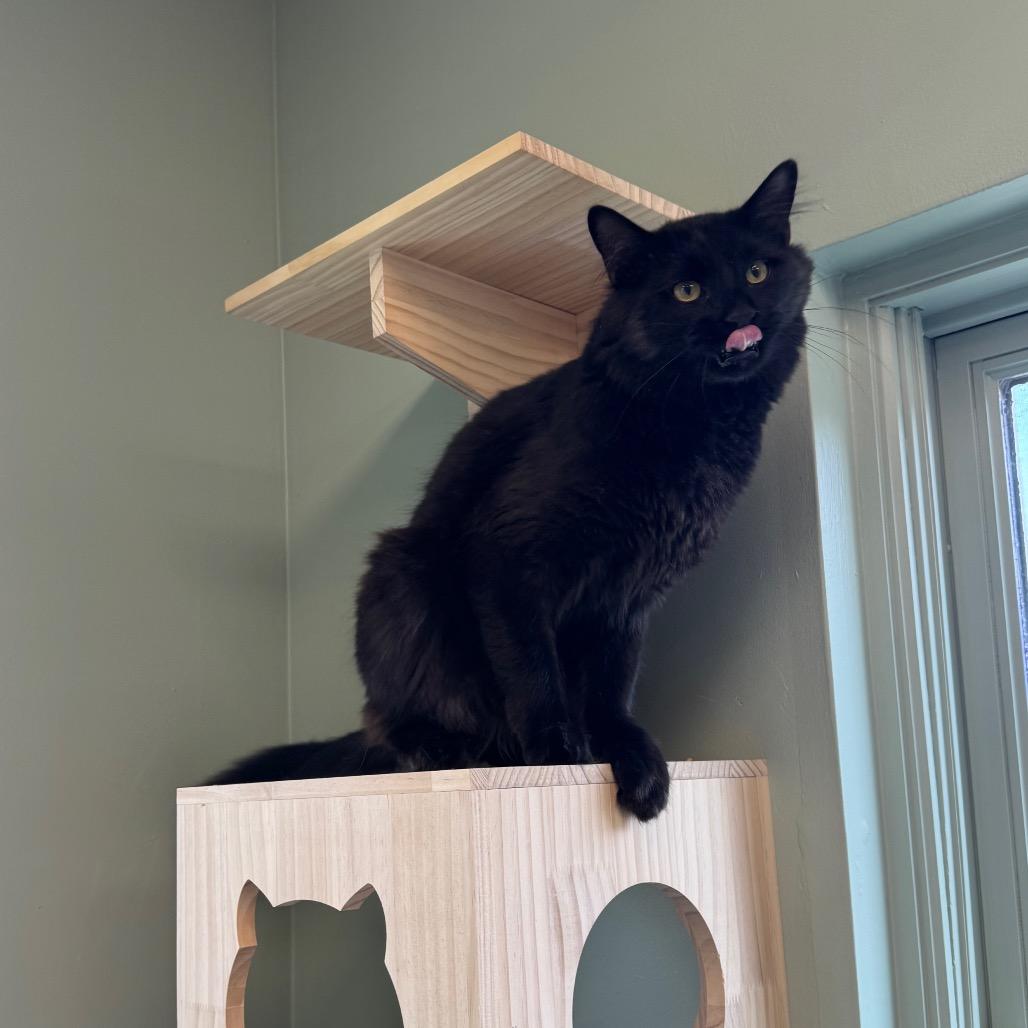 Enlarge Hernando, a Adoptable Domestic Medium Hair in Easton, PA image 3/6