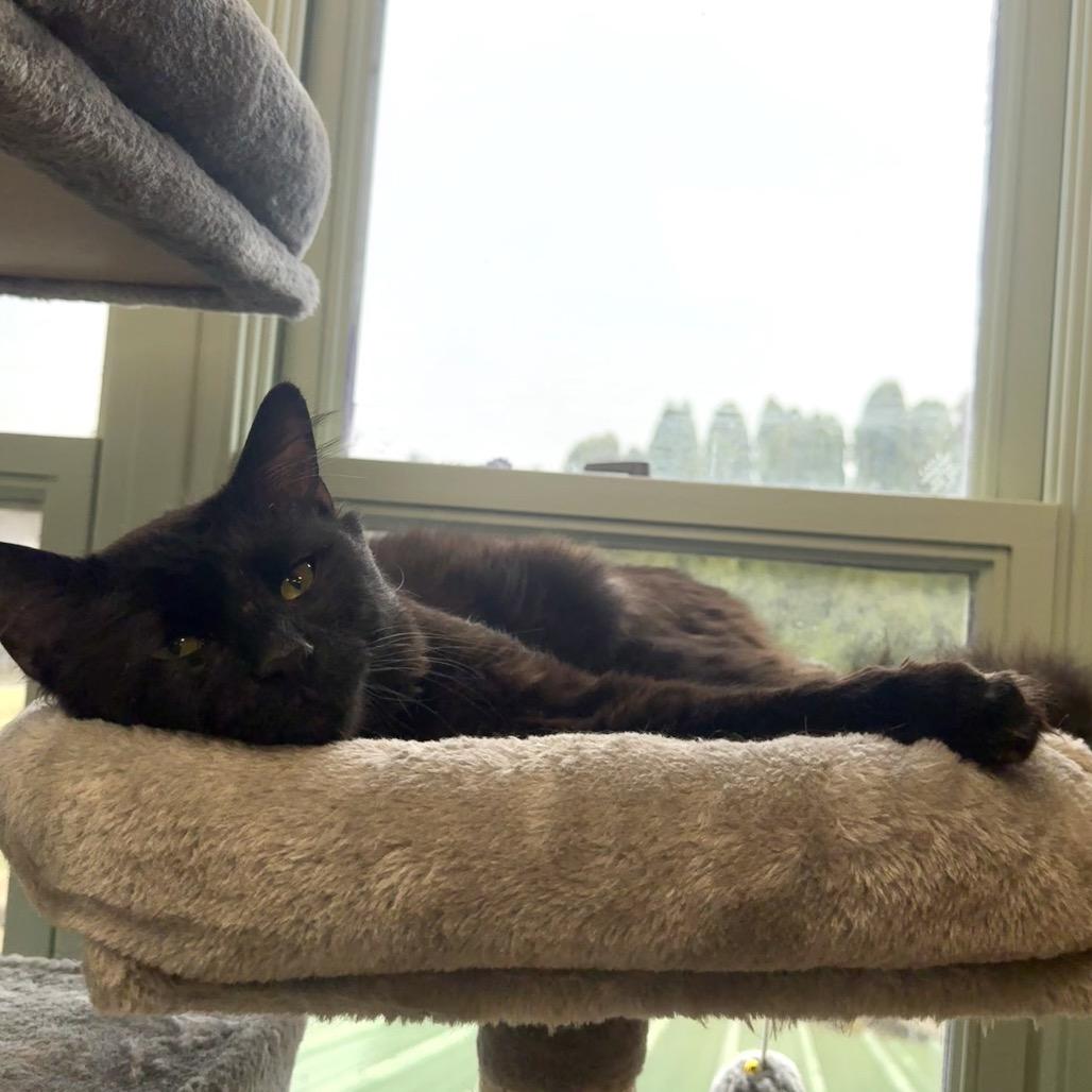 Enlarge Hernando, a Adoptable Domestic Medium Hair in Easton, PA image 4/6