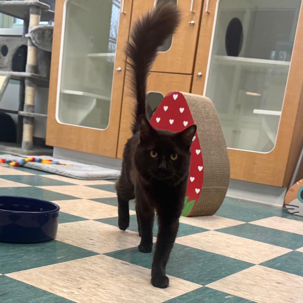 Enlarge Hernando, a Adoptable Domestic Medium Hair in Easton, PA image 5/6