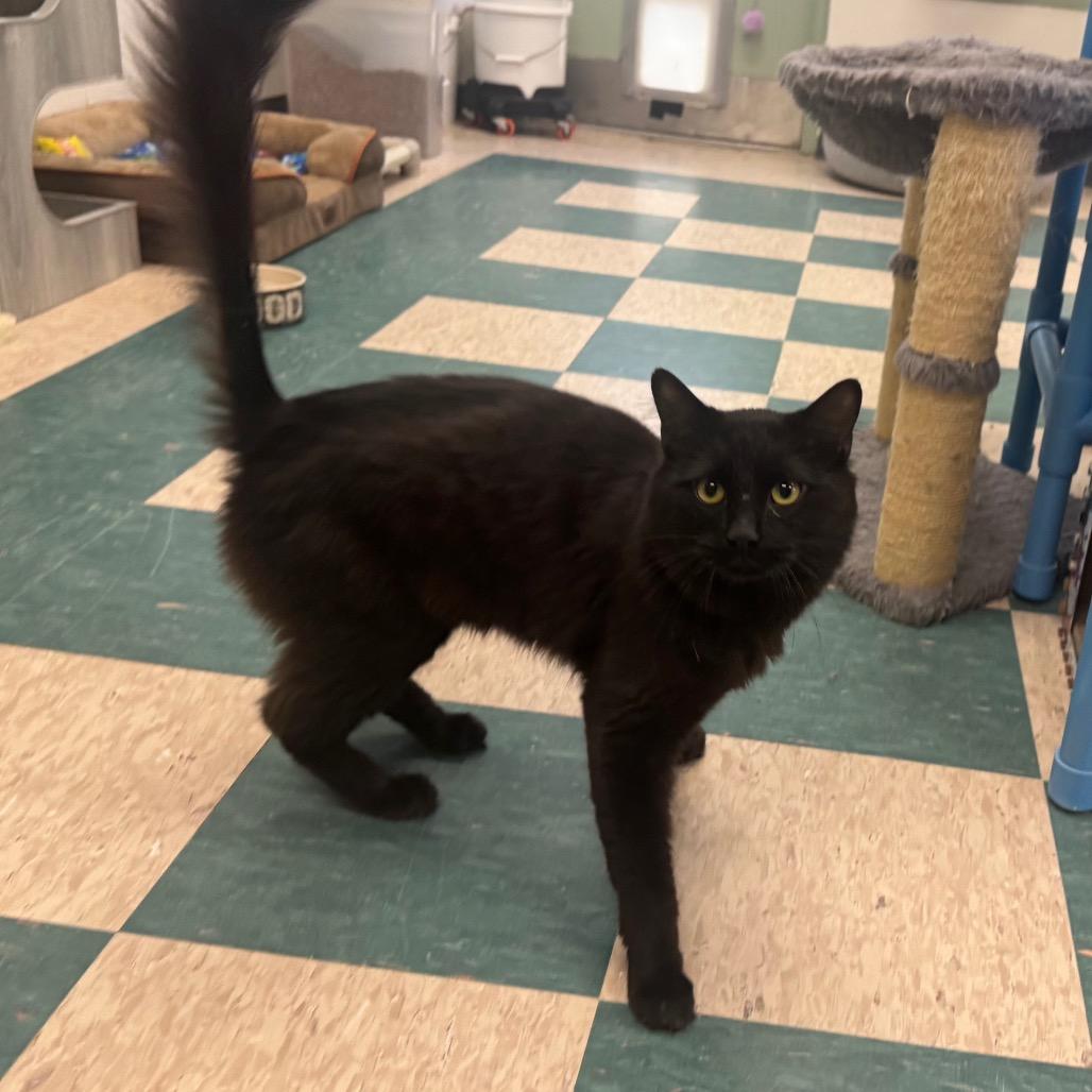 Enlarge Hernando, a Adoptable Domestic Medium Hair in Easton, PA image 6/6