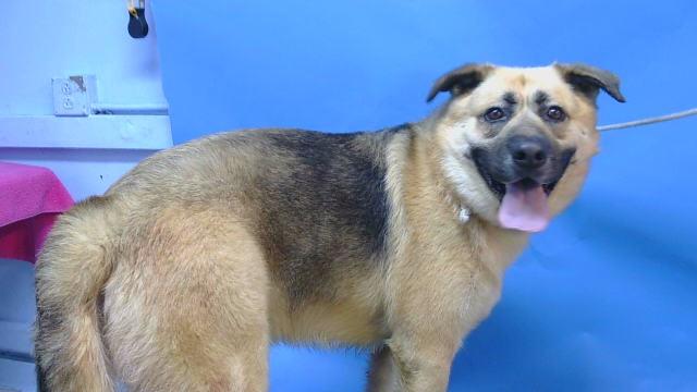 Enlarge PUMBA, a Adoptable German Shepherd Dog in Gardena, CA image 1/1