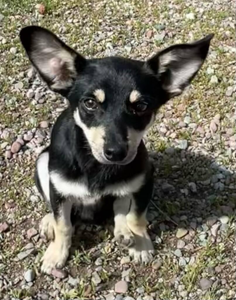 Danny, adopted, Puppy Male Dachshund.