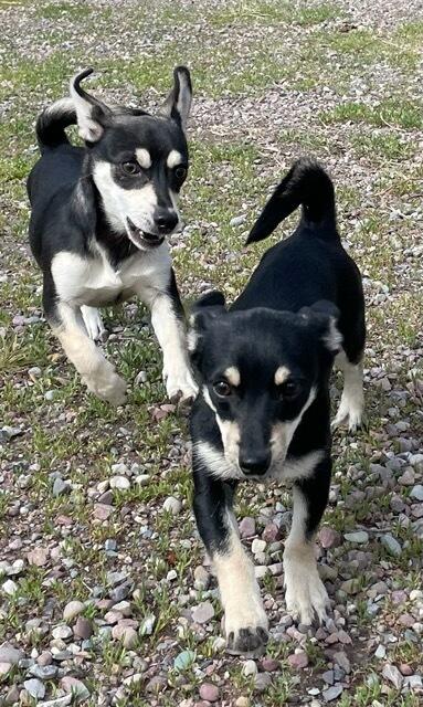 Danny, an adopted mixed breed in Polson, MT image 3/4