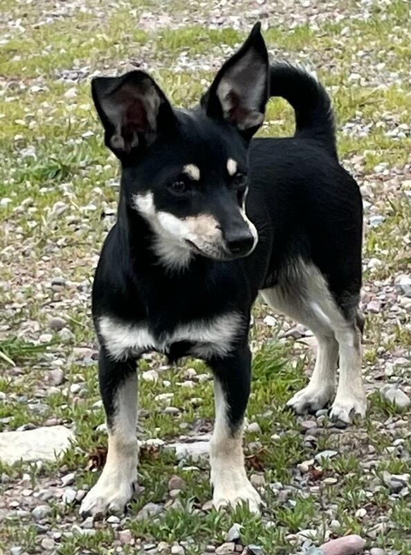 Danny, an adopted mixed breed in Polson, MT image 2/4