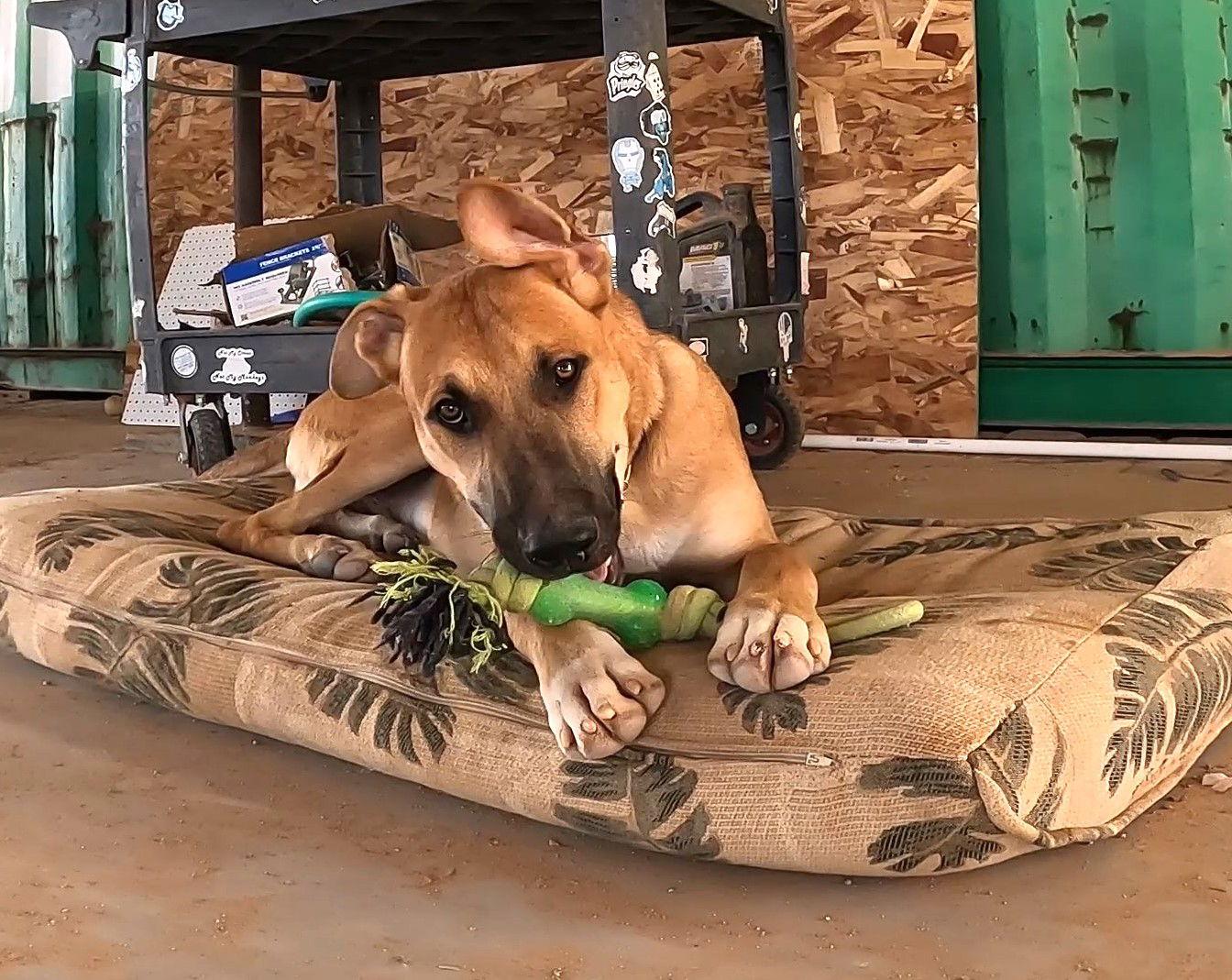 Enlarge Freddy, a Adoptable Shepherd in Queen Creek, AZ image 1/3