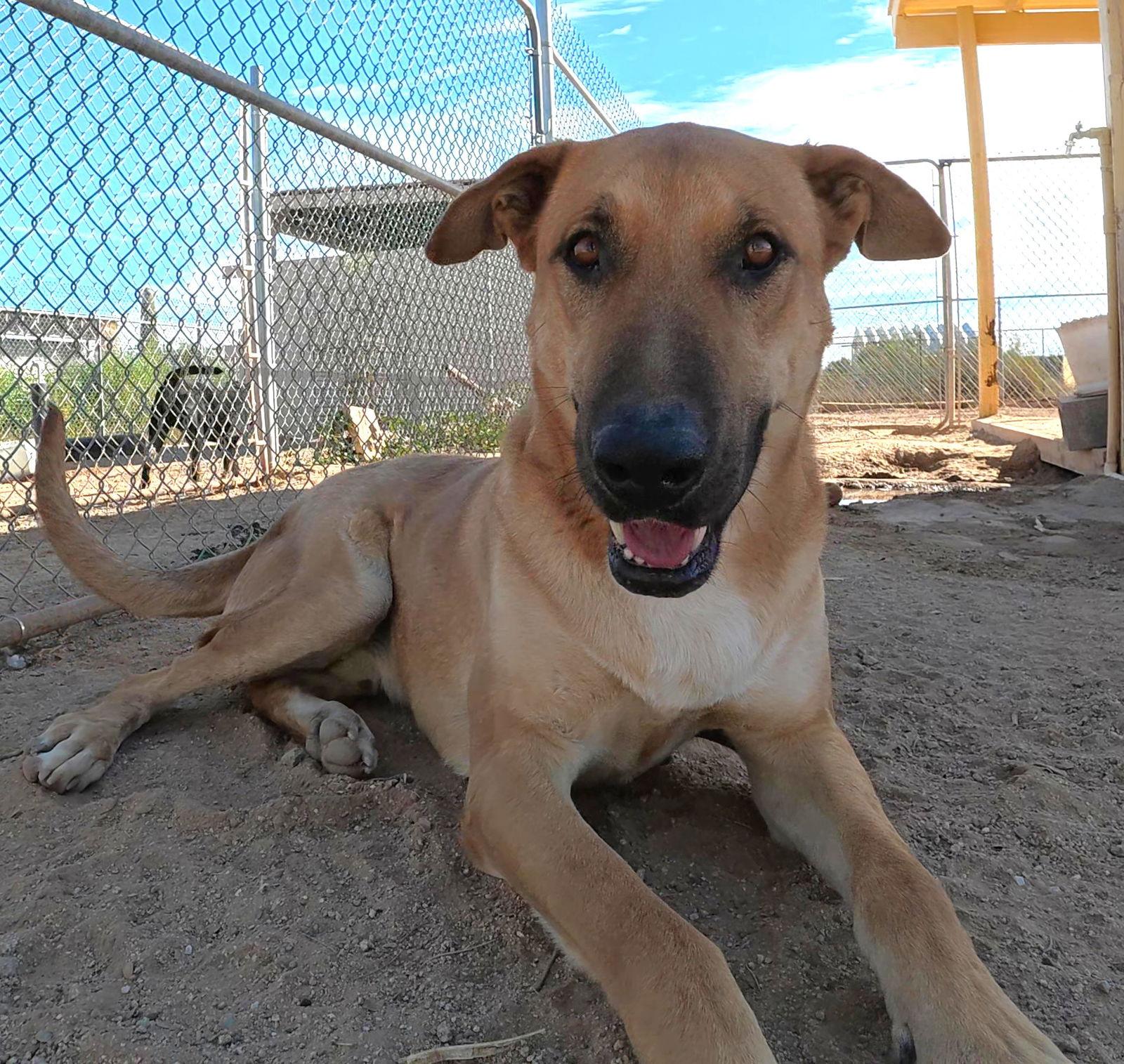Enlarge Freddy, a Adoptable Shepherd in Queen Creek, AZ image 1/3