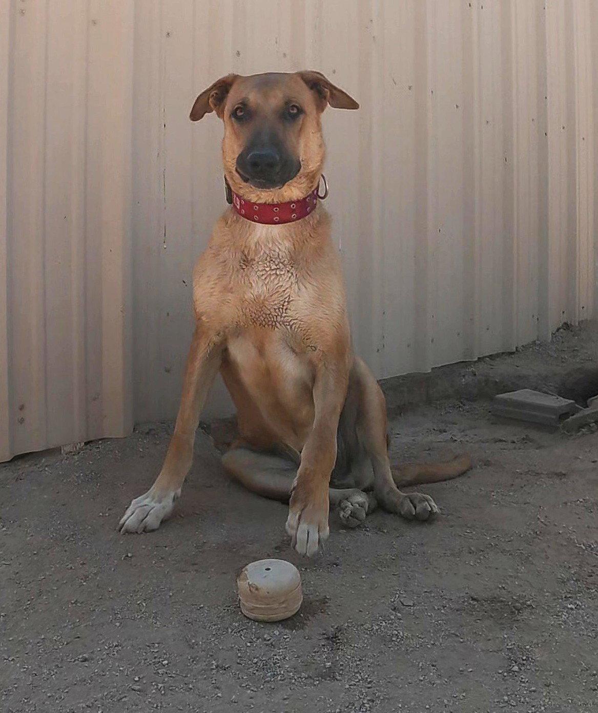 Freddy, Adoptable, Adult Male Great Dane.