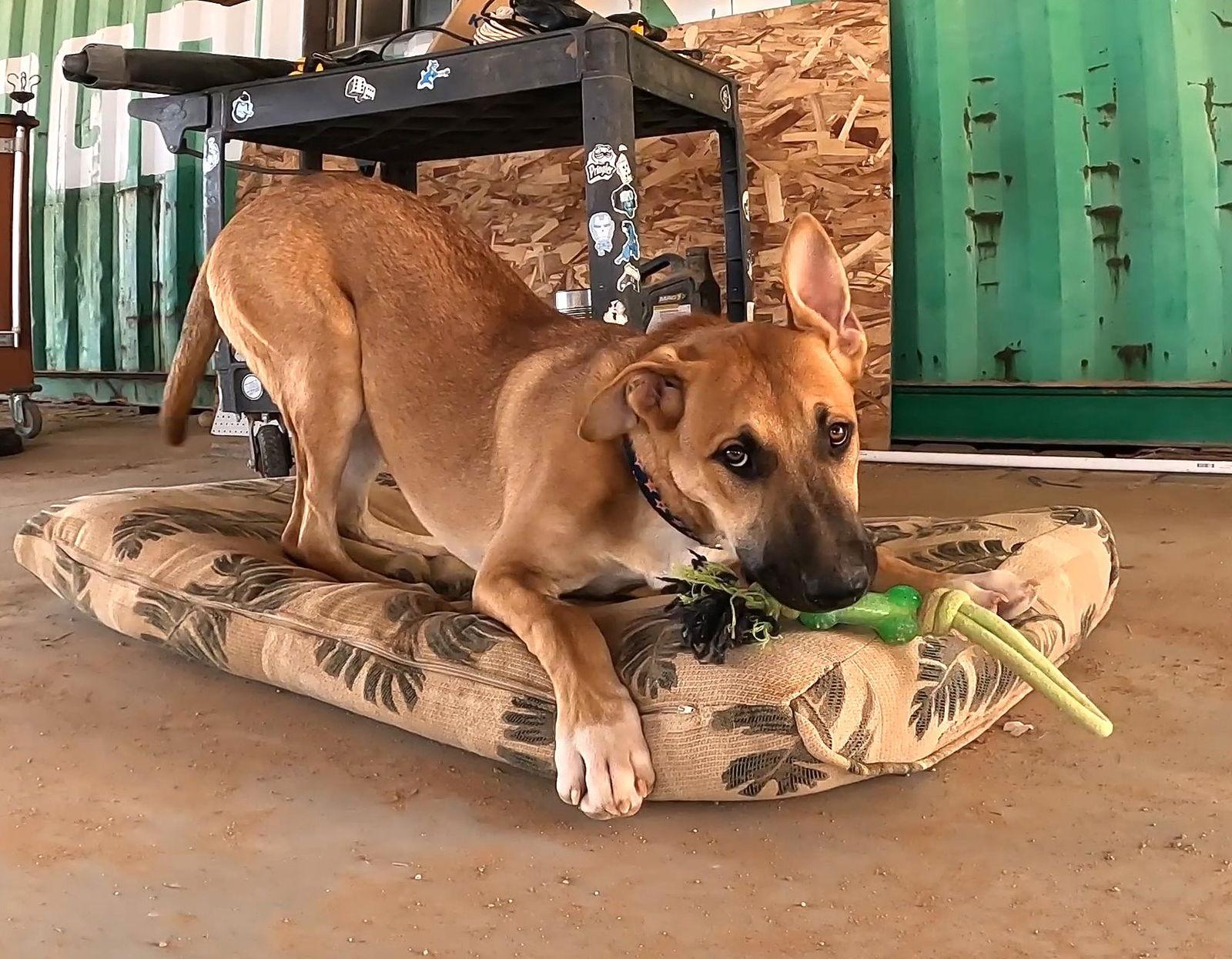 Enlarge Freddy, a Adoptable Shepherd in Queen Creek, AZ image 3/3