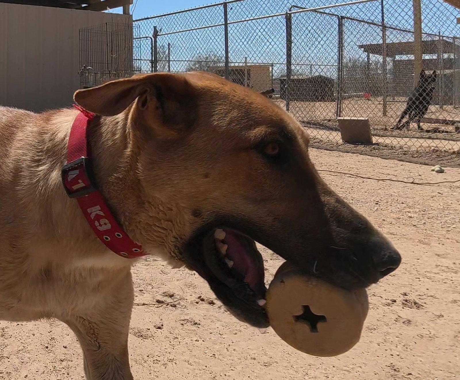 Freddy, a Adoptable Great Dane in Queen Creek, AZ image 2/3